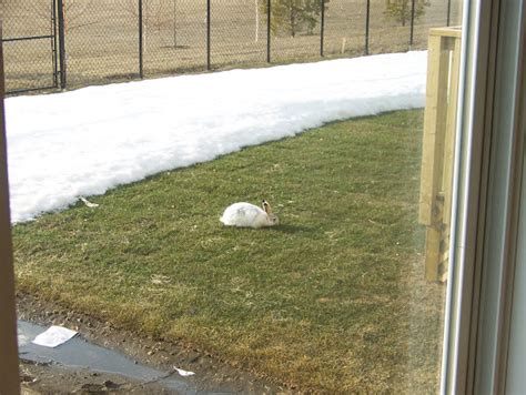 Cottontail Rabbit | Project Noah