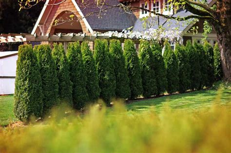 Cedar Hedges For Landscapers Fraser Valley Cedars