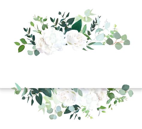 White Hydrangea Illustrations Royalty Free Vector Graphics And Clip Art