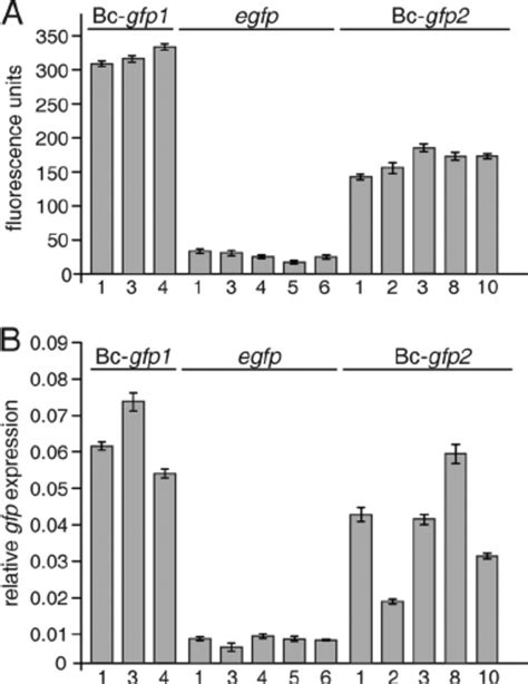 Transcript And Protein Quantification Of B Cinerea Strains Expressing