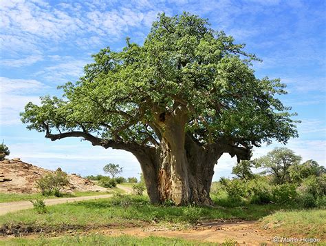 Baobab Planter Et Cultiver Ooreka