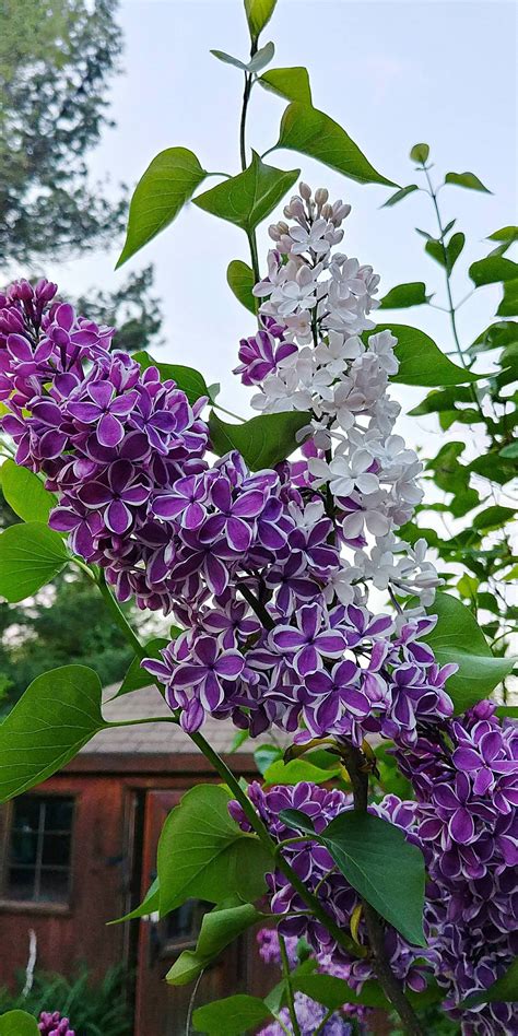 My Lovely Two Tone Lilacs Love The Smell Gardening