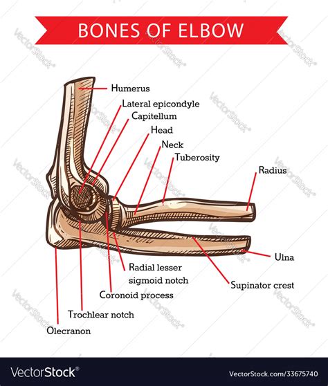 Human Arm Bone Anatomy Bones Elbow Human Anatomy Vector Sketch My Xxx