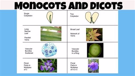 Difference Between Monocot Vs Dicot Plants Elementary Steam Plants