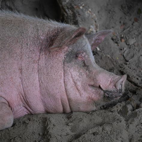 무료 이미지 농업 담홍색 동물 상 암퇘지 척골가 있는 운 국내 돼지 포유 동물과 같은 돼지 어미 돼지