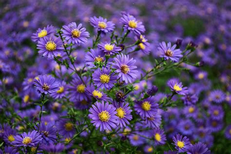 Purple And Yellow Flower · Free Stock Photo