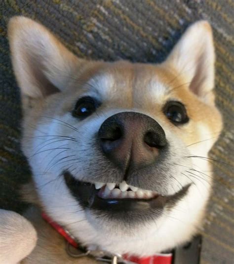 Dog Smiling Happy Birthday Meme Birthday Memes Cute Puppies Cute