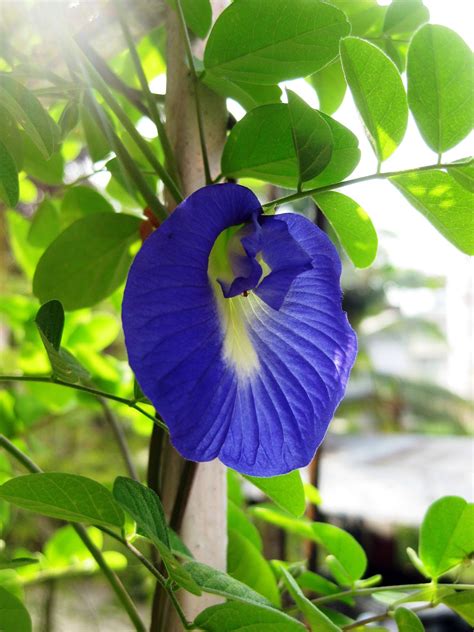 POINTS TO PONDER: B for "Butterfly Pea Flower"