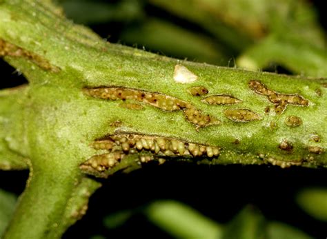Tomato Diseases And Disorders Home And Garden Information Center
