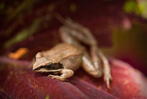 Freaky Frogs Wood Frog The Nature Nook