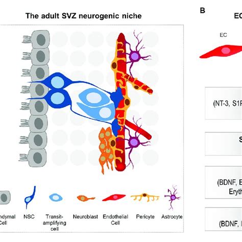 Pdf Blood Vessels As Regulators Of Neural Stem Cell Properties