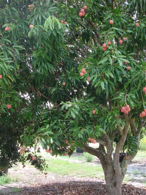 Beautiful Bangladesh Lychee Fruit