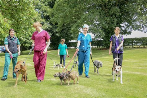 davis - Vetreport.net