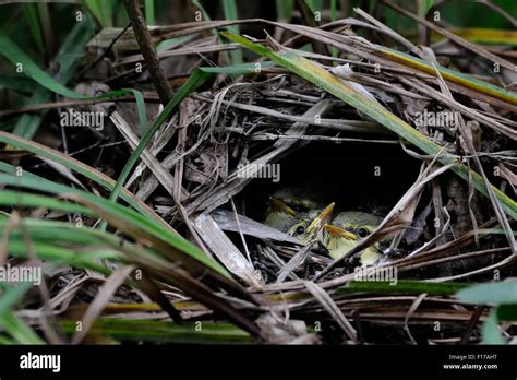 Wood Warbler Nest Hi Res Stock Photography And Images Alamy