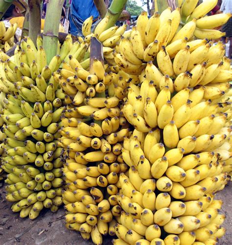 Yummy Bananas Fruit Photo 25858456 Fanpop