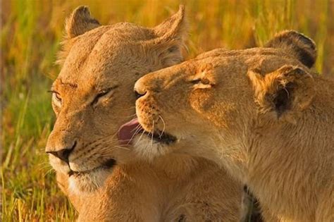 Cute Animals Kissing Pictures 27 Photos