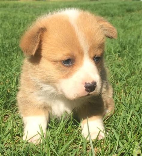 Puppies for sale from dog breeders near orlando, florida. Corgi Puppies For Sale | Florida City, FL #219650