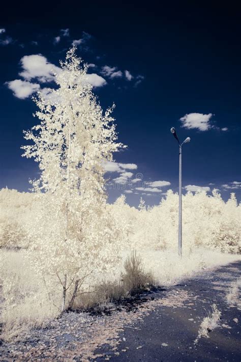 Infrared Photography Surreal Ir Photo Of Landscape With Trees Under