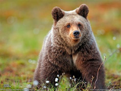 If you're looking for the best bear wallpaper then wallpapertag is the place to be. Grizzly Bear Wallpaper | High Definition Wallpapers, High ...