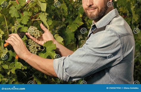 Cropped Viticulturist Cutting Grapevine With Garden Scissors