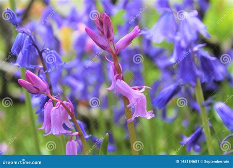 Bluebell Flowers Bloom In Late Spring Stock Image Image Of Bluebells