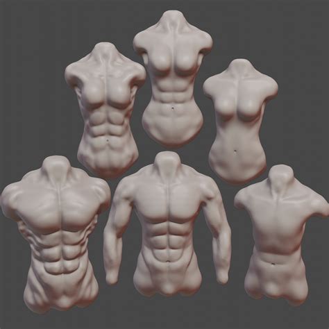 Male Torso Diagram