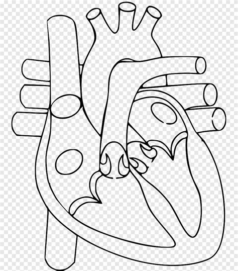 Corazón Cuerpo Humano Anatomía Diagrama Sistema Circulatorio Corazón