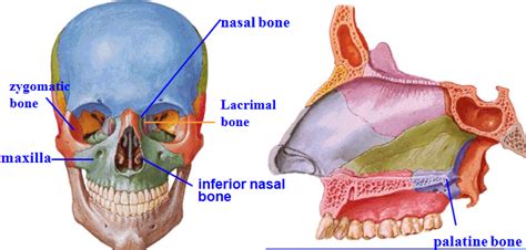Skull Anatomy Anatomy Palatine Bone