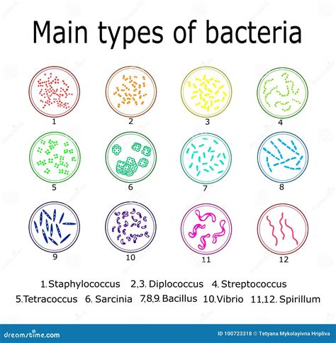 The Main Types Of Bacteria Stock Vector Illustration Of Disease