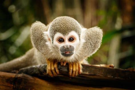 The 11 Best Places To Travel To If Youre Obsessed With Monkeys