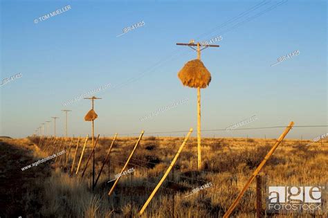 Nest Of Weaver Birds Baya At Telephone Pole South Africa Stock Photo