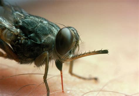 Macrophotograph Of A Tsetse Fly Feeding Photograph By Martin Dohrn