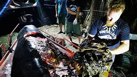 Dead Whale Found With 88 Pounds Of Plastic Inside Body In The