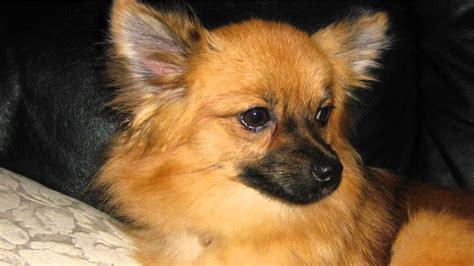7 Things You Didnt Know About The Pomeranian Chihuahua
