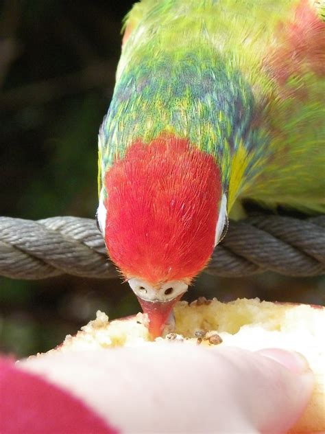 Cee Lew Colourful Australian Birds