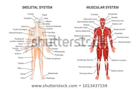 Muscle label thoracic region (back + front). Muscular System Stock Images, Royalty-Free Images & Vectors | Shutterstock