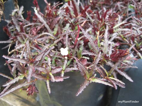 Too much light and the color will bleach out. MY PLANT FINDER | Plant Guide: Hemigraphis repanda