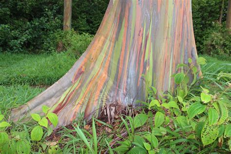 Rainbow Eucalyptus In Hawaii Wallpapers High Quality