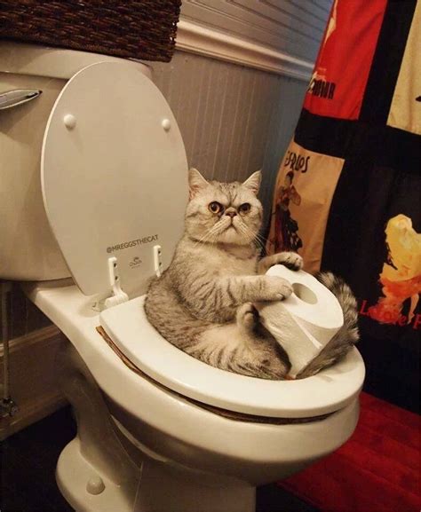 Cat Flushing Toilet Meme Cat Meme Stock Pictures And Photos