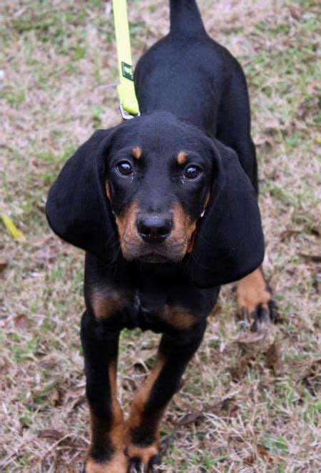 Ellie The Coonhound Coonhound Coonhound Puppy Cute Puppies