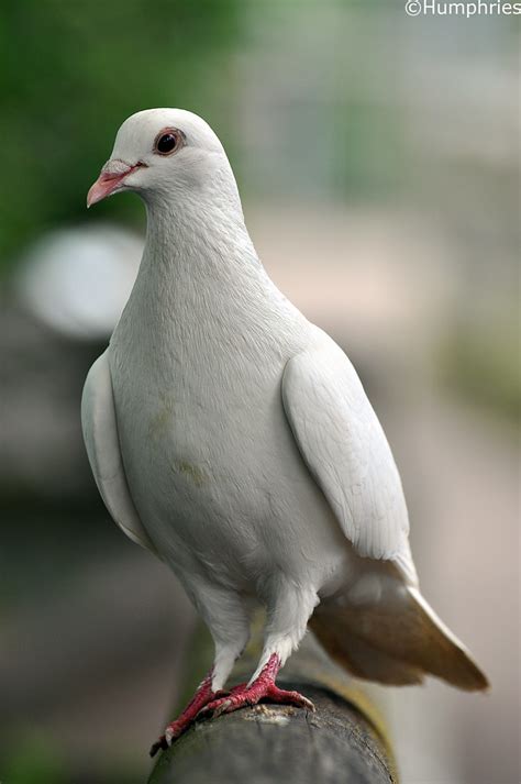 Shepreth Wildlife Park White Dove White Dove Chris Humphries Flickr