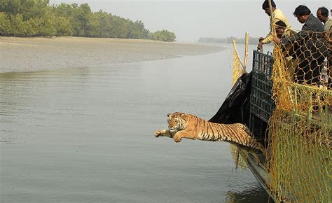 Decoding The Mysterious Mangrove Tigers Of The Sundarbans Worldatlas