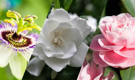 10 Of The Most Fragrant Plants For Your Florida Garden Irrigation