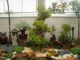 Photos of Trees For Backyard Landscaping