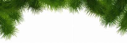 Pine Clip Branches Deco Clipart Christmas Transparent