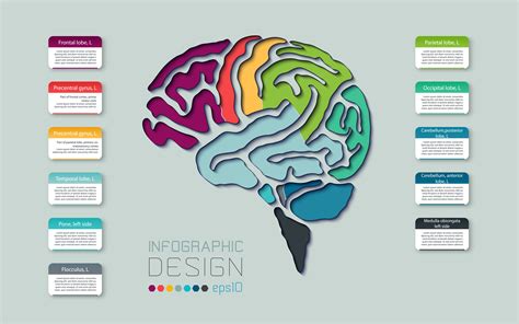 Brain diagram colorful line infographic 1222420 Vector Art at Vecteezy