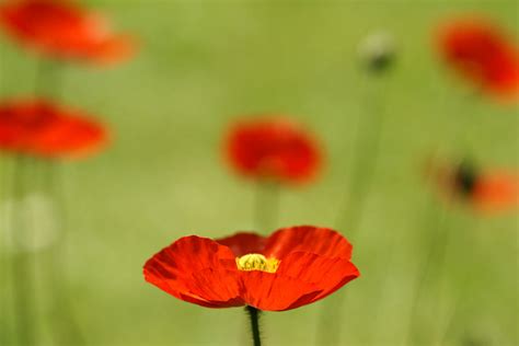 Red Iceland Poppy Photograph By Schnuddel Fine Art America