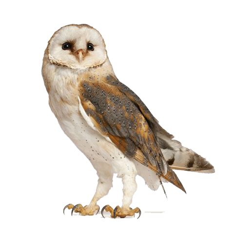 Owl Png Transparent Images Png All