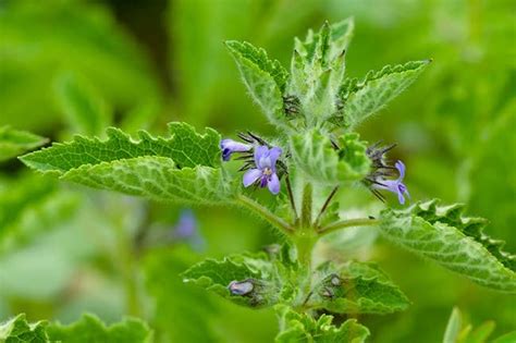 14 Plants that Naturally Repel Fleas and Other Insects - Home and ...