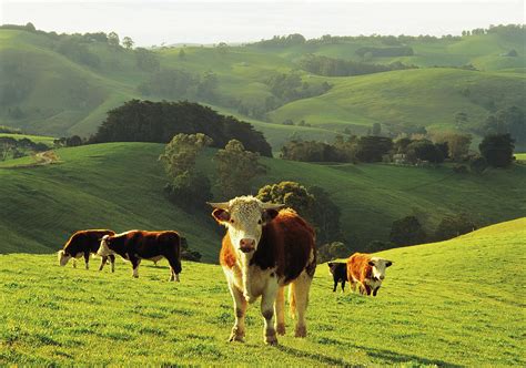 Beef Cattle Management Herdsman